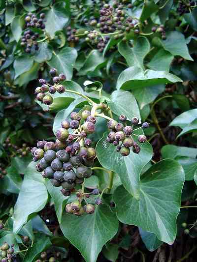  Image name: edera2.jpg 
 width: 400 pixel 
 height: 533 pixel 
 Size: 27008 bytes 
 Click to enlarge 